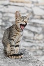 Furious cat Royalty Free Stock Photo