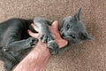 Grey cat aggressively biting the hand