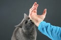 Grey cat aggressively biting the man`s hand