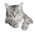 Grey cat on a banner Royalty Free Stock Photo