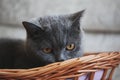 Grey Cat Basket Portrait interior natural light Royalty Free Stock Photo