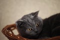 Grey Cat Basket Portrait interior natural light Royalty Free Stock Photo