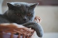 Grey Cat Basket Portrait interior natural light Royalty Free Stock Photo