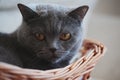 Grey Cat Basket Portrait interior natural light Royalty Free Stock Photo