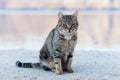 Grey cat on the beach Royalty Free Stock Photo