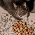 Grey cat and bingo. Tabletop old lotto game with cat