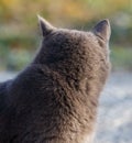 A grey cat with a black nose and ears Royalty Free Stock Photo