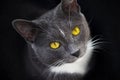 A grey cat with bright yellow eyes sits in the darkness Royalty Free Stock Photo