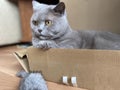 The grey cat British breed with large yellow eyes looks at the camera from the box. Cat play with toy mouse