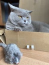 The grey cat British breed with large yellow eyes looks at the camera from the box. Cat play with toy mouse