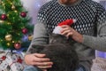 The grey cat chartreux lies in the arms of man in a Santa hat. A cat on the background of a Christmas tree, garlands Royalty Free Stock Photo