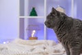 Grey cat chartreux looks at the Christmas tree, garland and Christmas gifts. A cat on the background Christmas tree Royalty Free Stock Photo