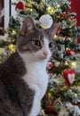 Grey cat with Christmas tree