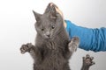 Grey cat with claws released holding the man`s hand by the scruff