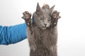 Grey cat with claws released holding the man`s hand by the scruff