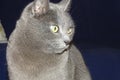 Grey cat in detail Royalty Free Stock Photo