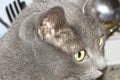 Grey cat in detail Royalty Free Stock Photo