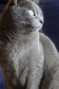 Grey cat in detail Royalty Free Stock Photo