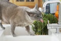 Grey cat drinking water from tap Royalty Free Stock Photo