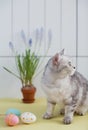 Grey cat, easter eggs and muscari in a flowerpot Royalty Free Stock Photo
