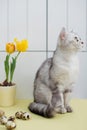 Grey cat, easter eggs and muscari in a flowerpot Royalty Free Stock Photo