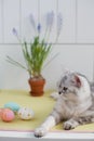 Grey cat, easter eggs and muscari in a flowerpot Royalty Free Stock Photo