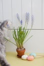Grey cat, easter eggs and muscari in a flowerpot Royalty Free Stock Photo