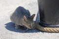 Grey cat eating fish Royalty Free Stock Photo