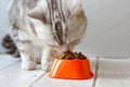 Grey cat eating food from orange cat bowl.