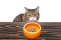 Grey cat eats food Royalty Free Stock Photo