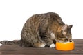 Grey cat eats food Royalty Free Stock Photo