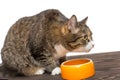 Grey cat eats food Royalty Free Stock Photo