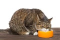 Grey cat eats food Royalty Free Stock Photo