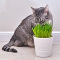 Grey cat eats green grass in the home room