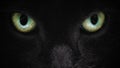 Grey cat face closeup with green eyes Royalty Free Stock Photo