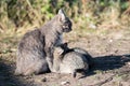 Grey cat feeding three kittens Royalty Free Stock Photo