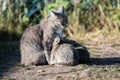 Grey cat feeding three kittens Royalty Free Stock Photo