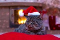 Gray Cat with Santa hat and a fireplace. Royalty Free Stock Photo