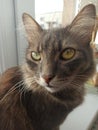 grey cat gentleman handsom, sitting on the window green-eyed