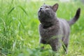 Grey cat in grass