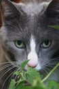 Grey Cat with green eyes Royalty Free Stock Photo