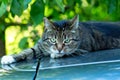 Grey cat with green eyes Royalty Free Stock Photo