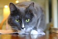 Grey cat with green eyes close up Royalty Free Stock Photo