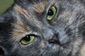 Grey Cat Green Eyes Close-up Royalty Free Stock Photo