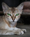 Grey cat with green eyes closeup