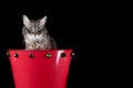 Grey cat with green eyes in holiday basket with jingle bells isolated on black with copy space Royalty Free Stock Photo