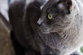Grey cat with green eyes in profile. healthy pets