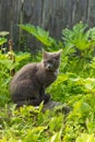 Grey cat with green eyes sits in grass at old wooden fence Royalty Free Stock Photo