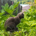 Grey cat with green eyes sits in grass at old wooden fence Royalty Free Stock Photo