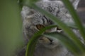 Grey cat green plants flowers cute beautiful eyes kitty